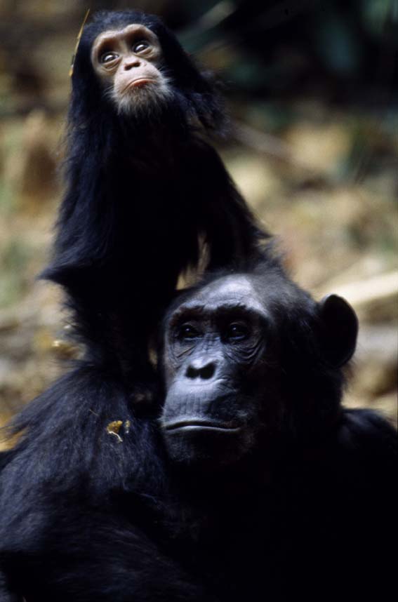 Chimpanzee of Mahale